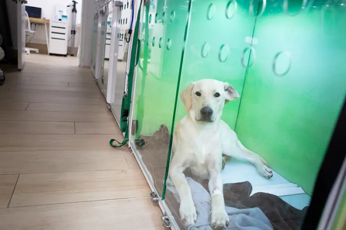 Crescenta Cañada Pet Hospital 8