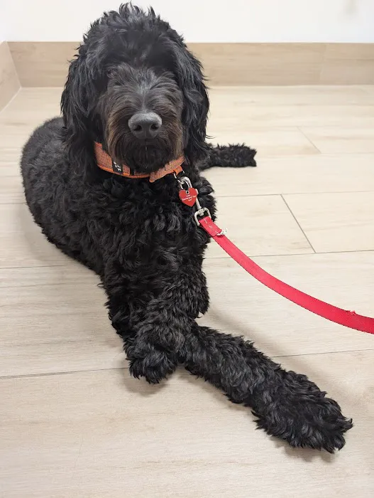 Crescenta Cañada Pet Hospital 5