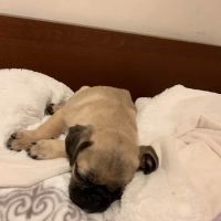 Crescenta Valley Veterinary Hospital ico