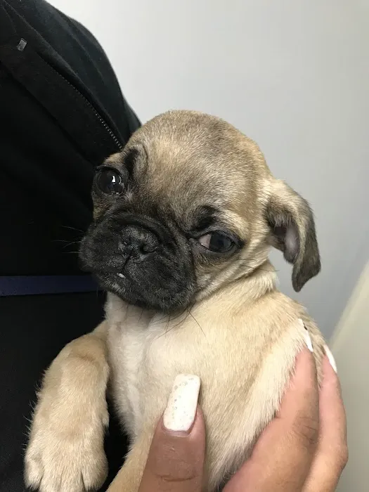Crescenta Valley Veterinary Hospital 2