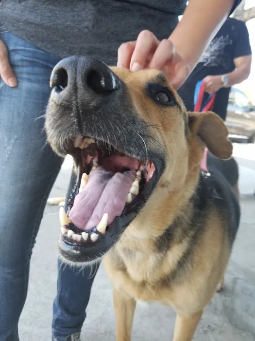 Crescenta Valley Veterinary Hospital 7
