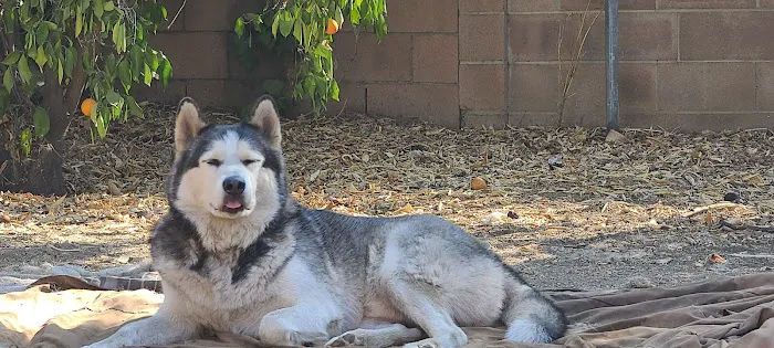 VCA Adler Animal Hospital and Pet Resort 7
