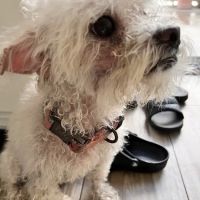 Mid Valley Veterinary Hospital ico