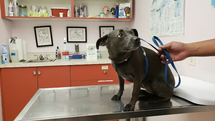 Ala-Palm Animal Hospital 12