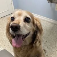 Animal Medical Center of Redlands ico