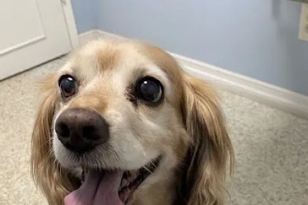 Animal Medical Center of Redlands
