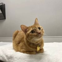East Valley Pet Hospital ico
