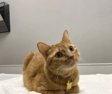 East Valley Pet Hospital