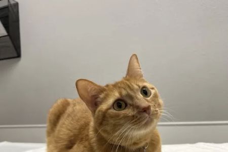 East Valley Pet Hospital