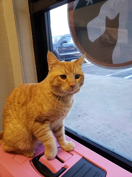 East Valley Pet Hospital 12