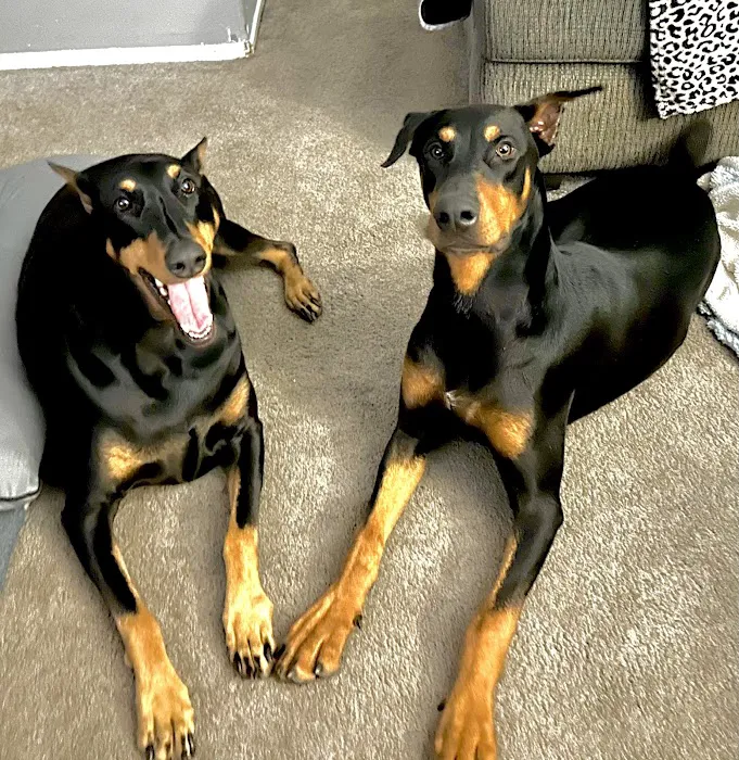East Valley Pet Hospital 12
