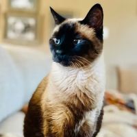 Caldwell Veterinary Clinic ico