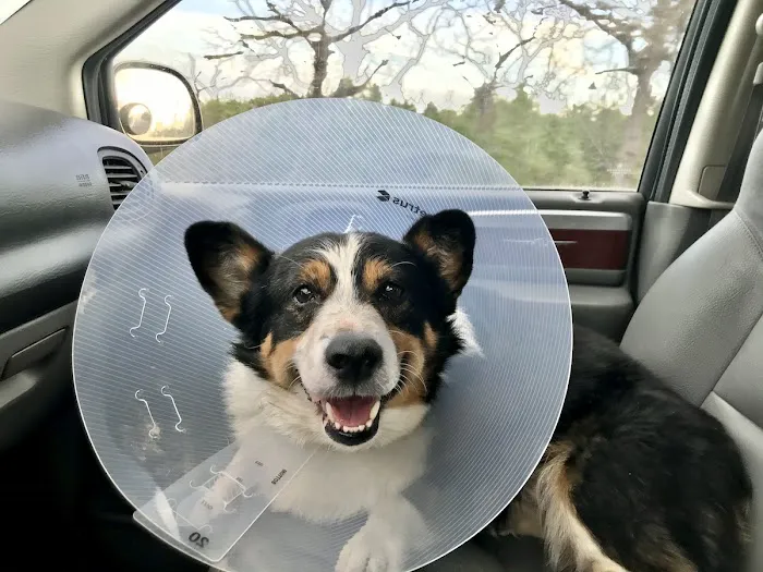 Bastrop Veterinary Hospital 9