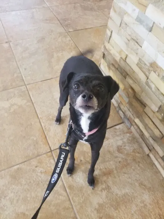 Bastrop Veterinary Hospital 6