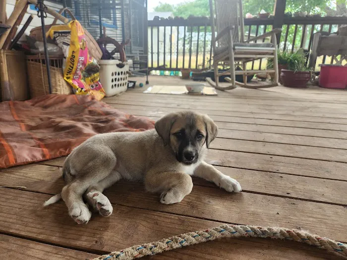 Bastrop Veterinary Hospital 3