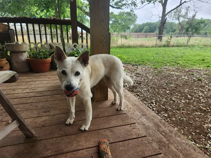 Bastrop Veterinary Hospital 4