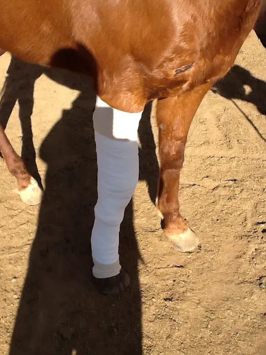 JLC Veterinary Service 9