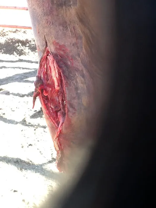 JLC Veterinary Service 3