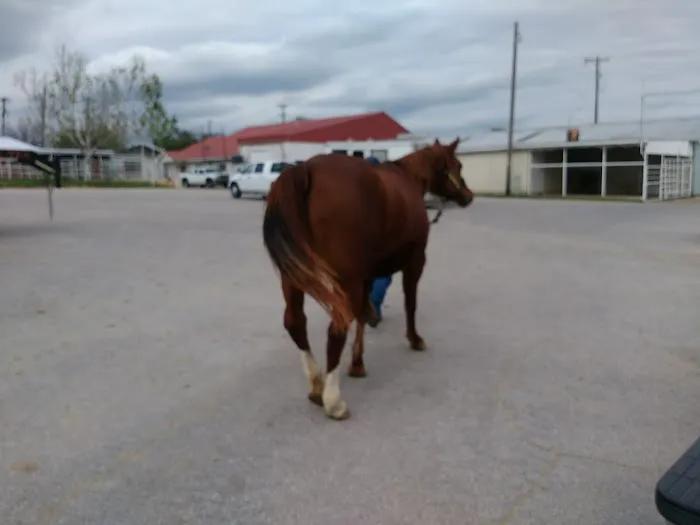 Elgin Veterinary Hospital, A Thrive Pet Healthcare Partner 2