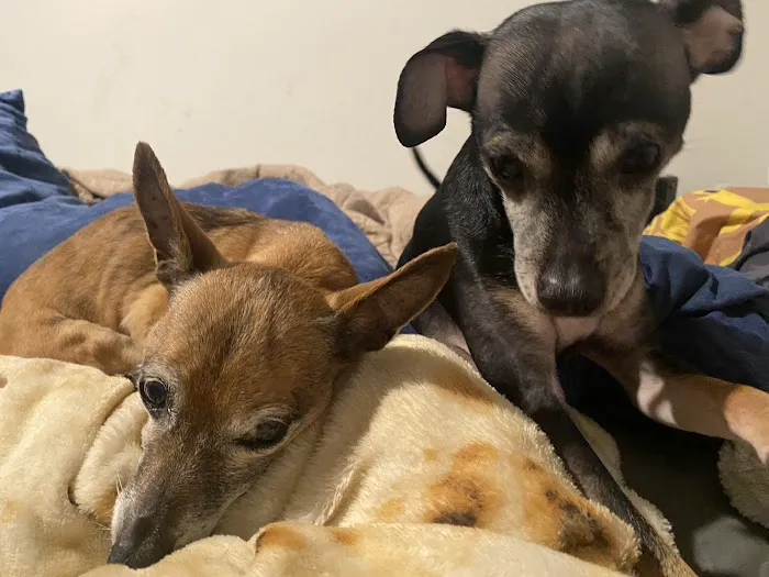VCA Elgin Family Pet Center 2