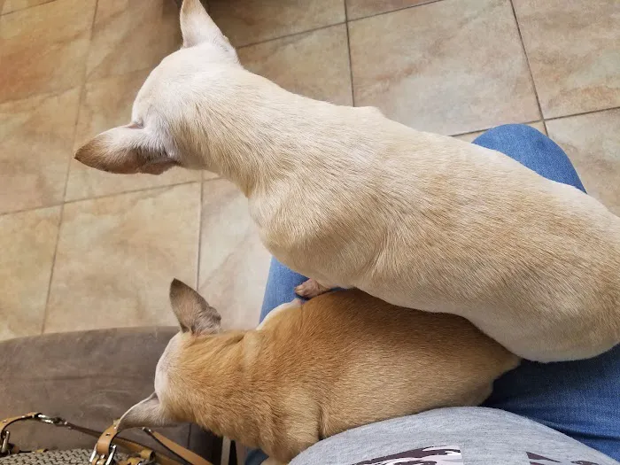 VCA Elgin Family Pet Center 4