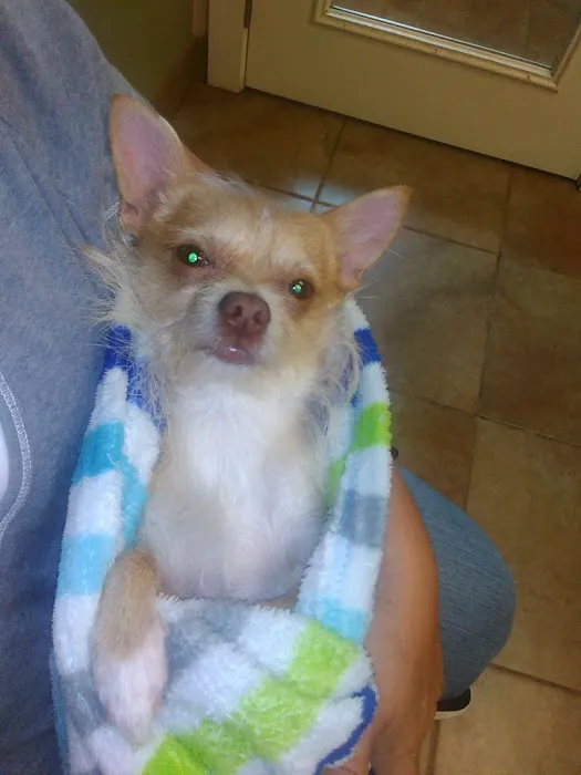 VCA Elgin Family Pet Center 1
