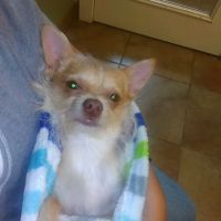 VCA Elgin Family Pet Center ico