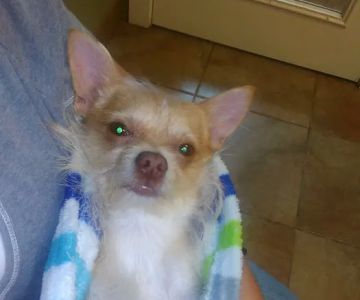 VCA Elgin Family Pet Center