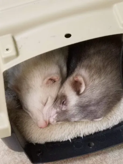 VCA Elgin Family Pet Center 6
