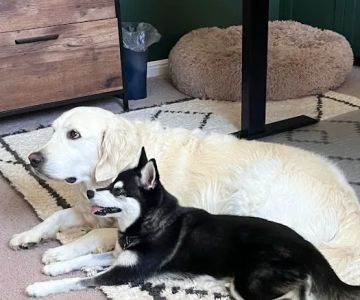 Prairie Creek Animal Hospital
