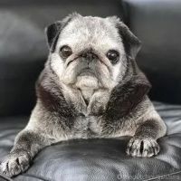 Cindy Bressler ico