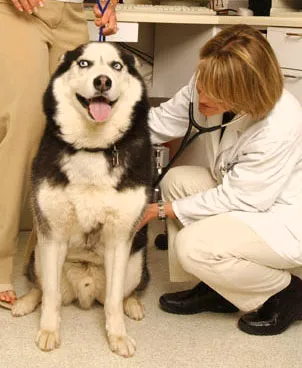 South Fork Animal Hospital 1
