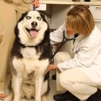 South Fork Animal Hospital ico