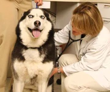 South Fork Animal Hospital