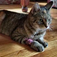 Veterinary Clinic-East Hampton ico