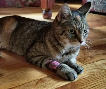 Veterinary Clinic-East Hampton