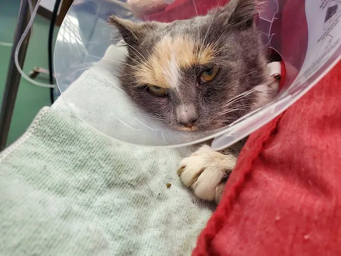 Green Valley Animal Hospital 12