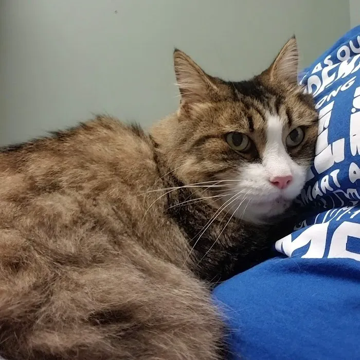 Green Valley Animal Hospital 12