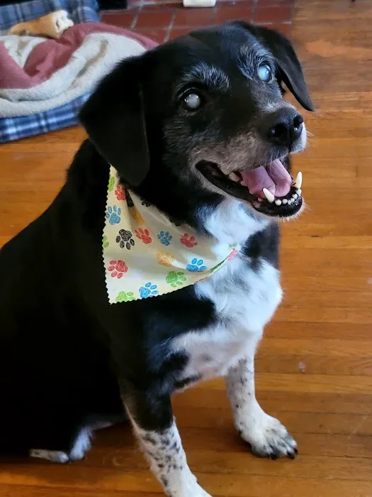 Happy Tails Veterinary Clinic 12