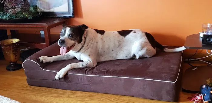 Happy Tails Veterinary Clinic 12
