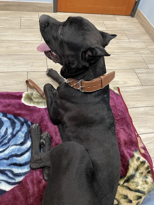 Oak Glen Animal Hospital 2
