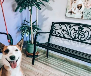 Oak Glen Animal Hospital