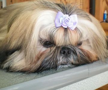 Green Valley Veterinary Clinic