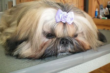 Green Valley Veterinary Clinic