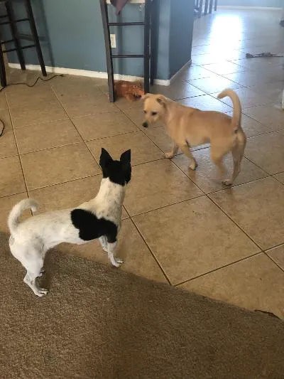 Green Valley Veterinary Clinic 7