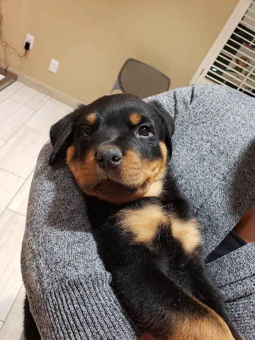 Oak Valley Animal Hospital 1