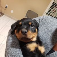 Oak Valley Animal Hospital ico