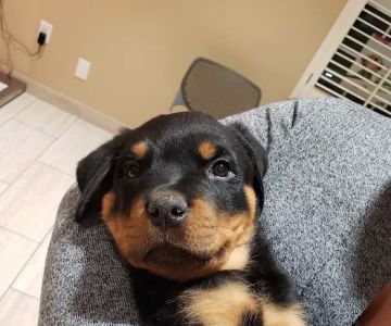 Oak Valley Animal Hospital