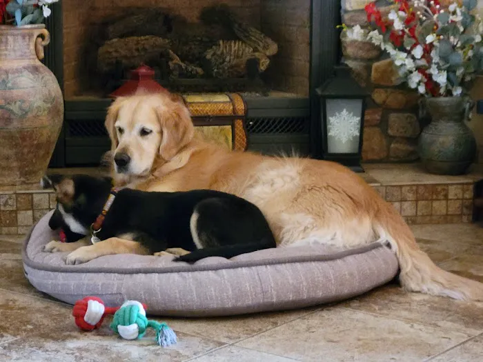 Oak Valley Animal Hospital 5