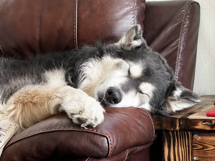 Oak Valley Animal Hospital 6